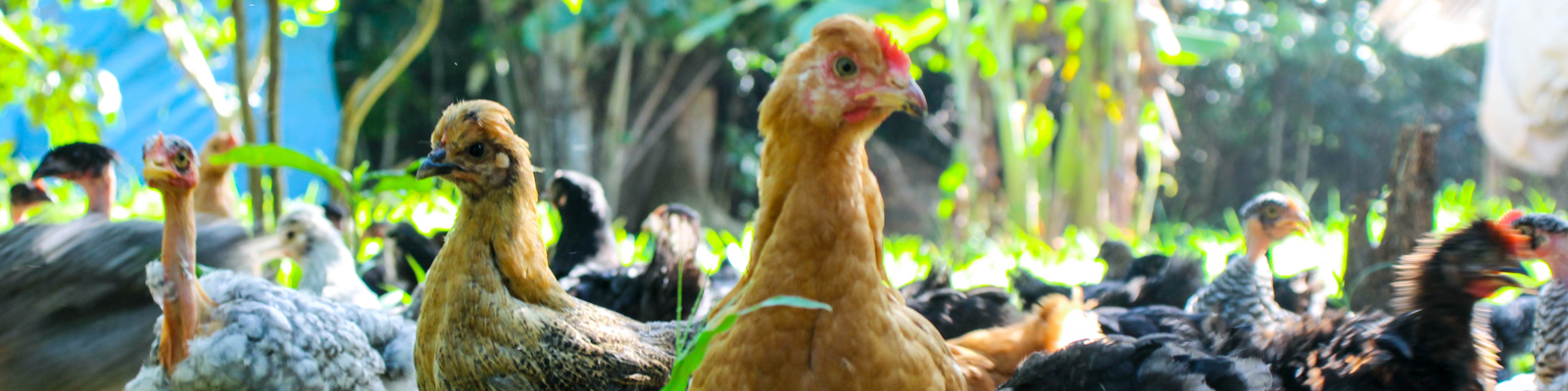 ecopollo